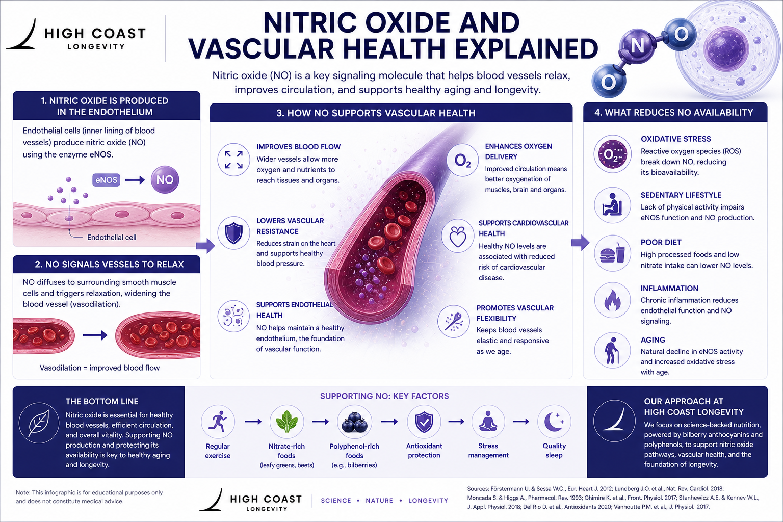 Featured image for “NITRIC OXIDE & VASCULAR FUNCTION”