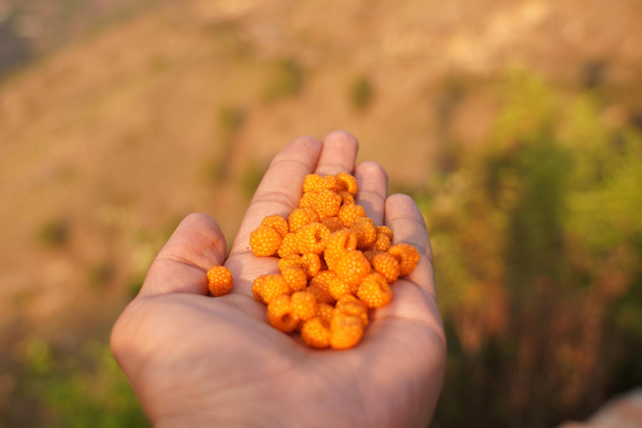 yellow fruits