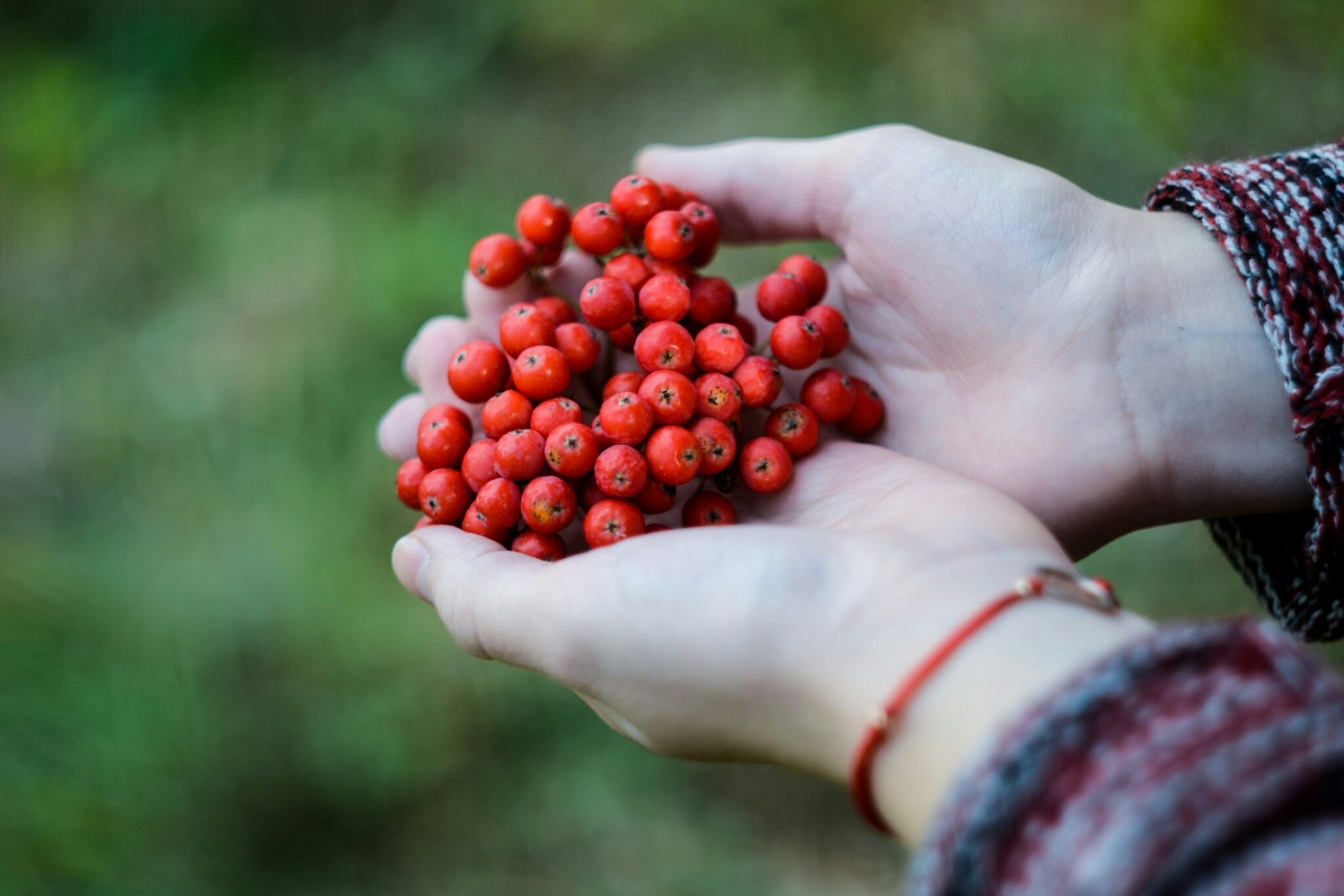 red berries in hands