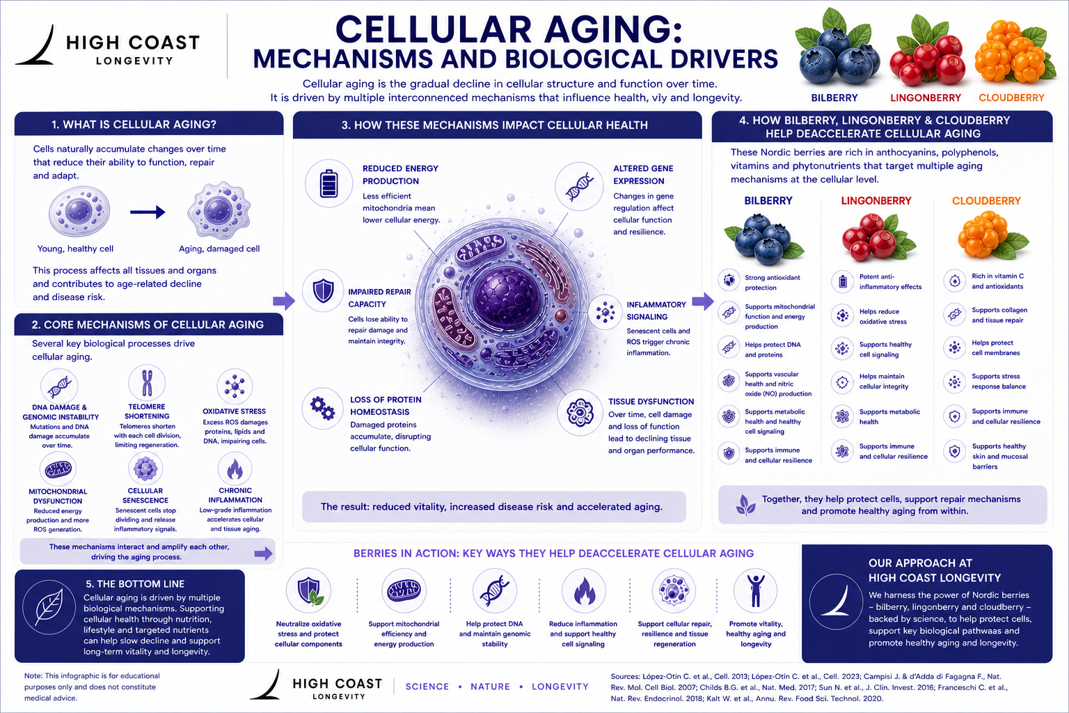 Featured image for “CELLULAR AGING”