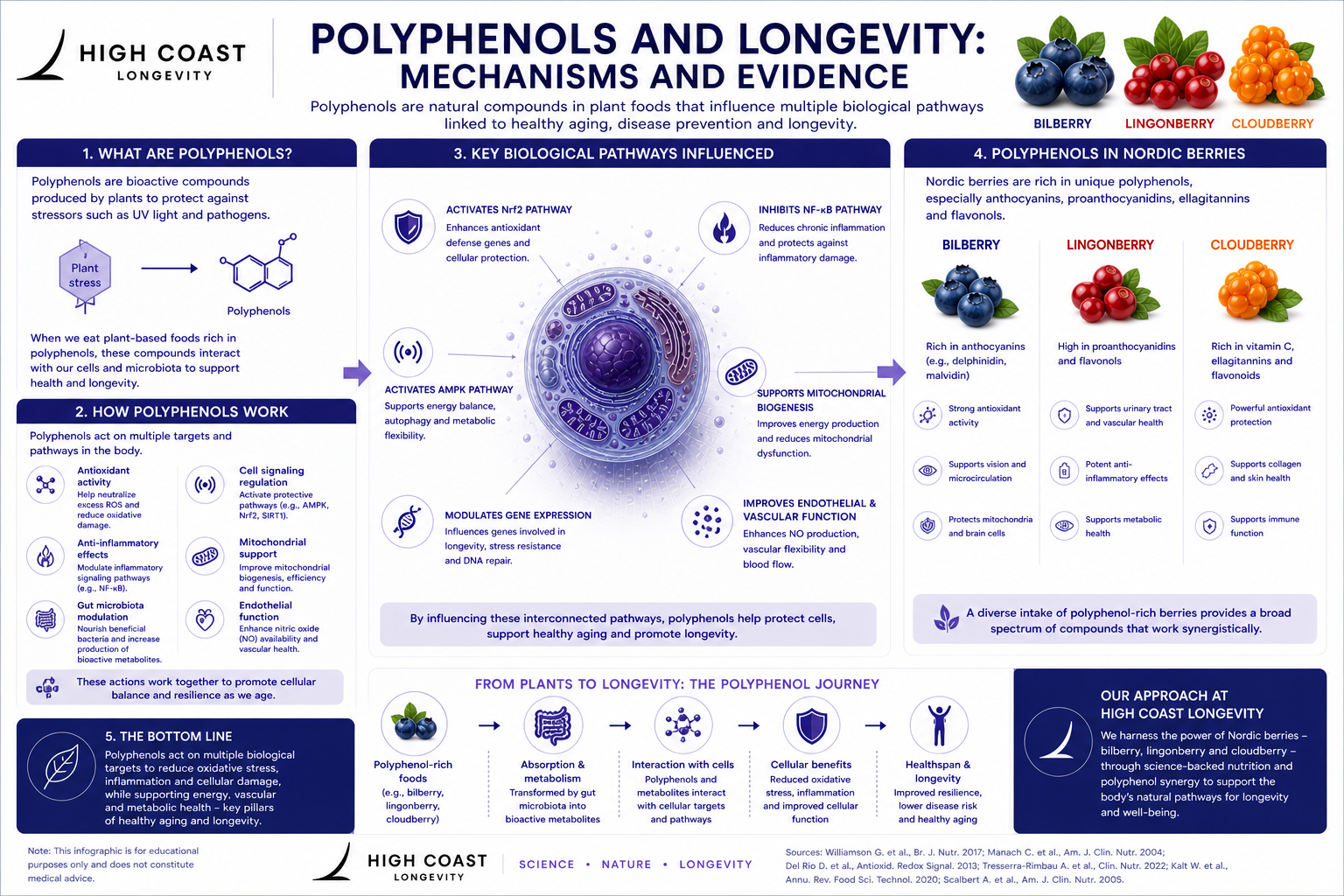 Featured image for “POLYPHENOLS & BERRIES”